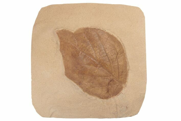 4" Red Fossil Hazelnut Leaf (Corylus) - Montana